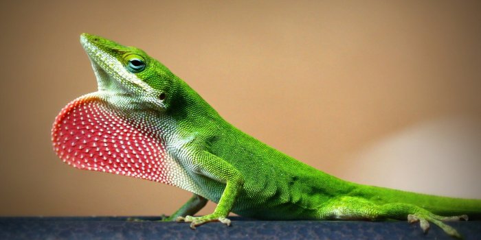 1920x1080 Young Lizard 1920 x 1080 HDTV 1080p