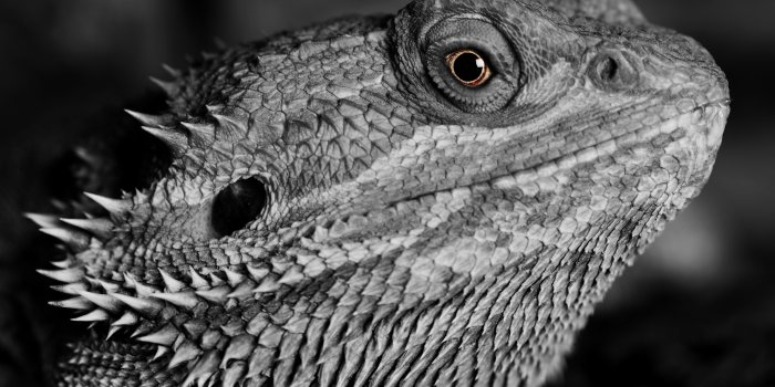 3872x2592 Lizard Reptile Monochrome 4k Wallpaper