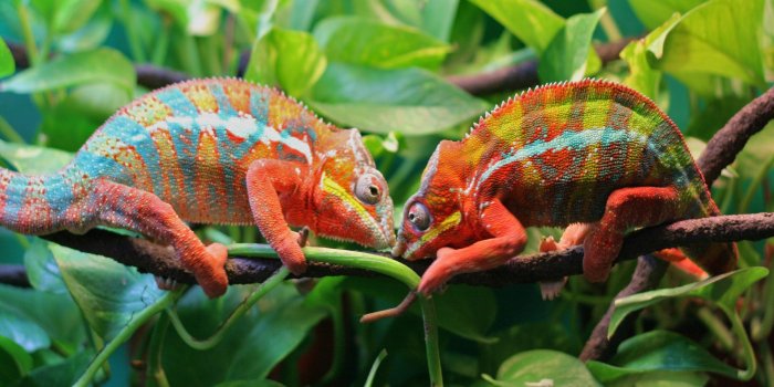 1920x1080 Chameleon-striped-lizard-camouflage-by