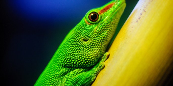 1280x720 Lizard #Animals #Wallpapers, #5k, #8k