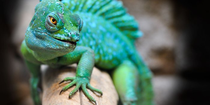 1280x913 Green Lizard & Lizard Images