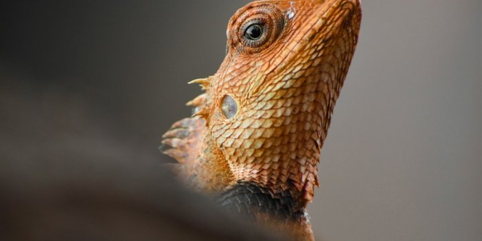 1000x1499 Lizard Eye Pictures | Download Free