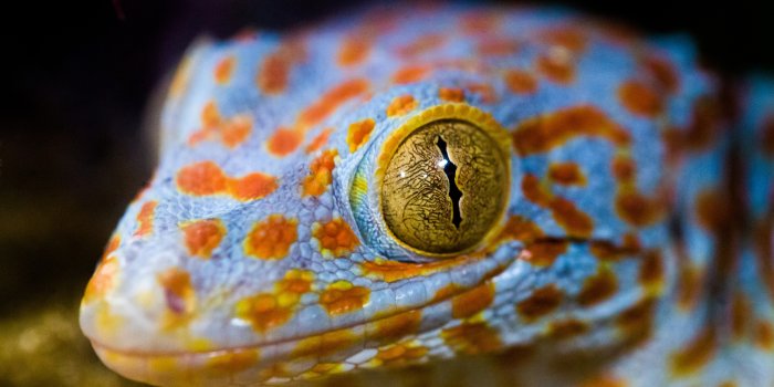 2560x1700 2560x1700 Lizard Eye Macro 5k