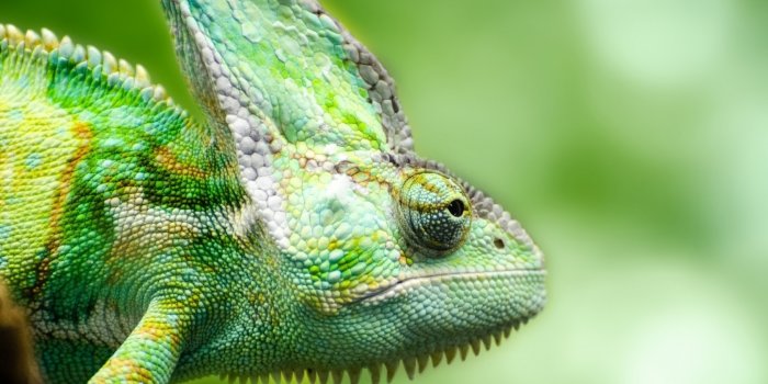 1680x1050 Chameleon Forest Lizard Ultra HD