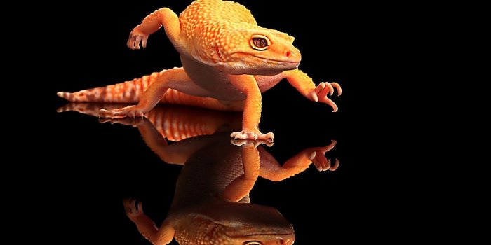 1920x1080 Lizard wallpaper - Animal wallpapers