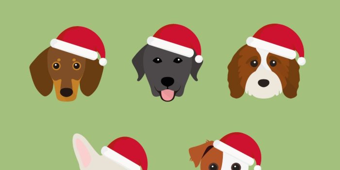 1080x1920 phone wallpaper for dog lovers