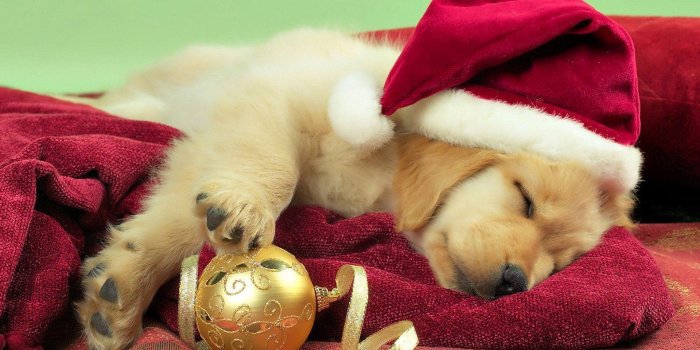 1920x1080 Christmas Puppy Wallpapers