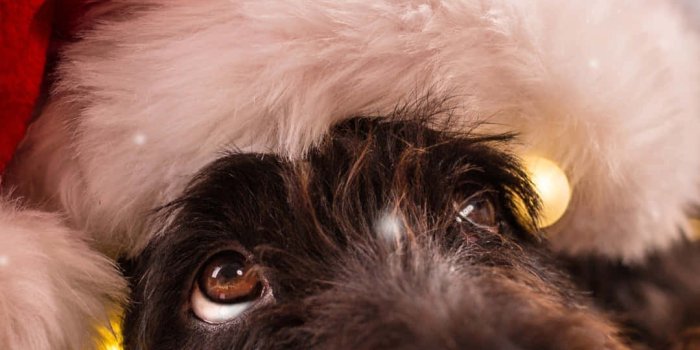 1080x1920 Christmas Dog Looking Up Wallpaper
