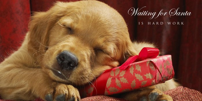 1920x1080 HD desktop wallpaper: Dog, Christmas