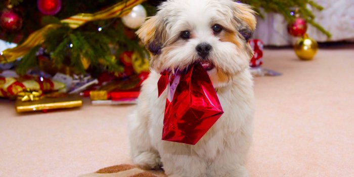 2400x1350 Cute Dog Christmas Ultra HD Desktop