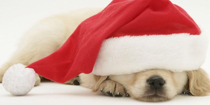 1680x1050 Christmas Dog Wallpapers