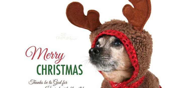 1024x1024 December 2014 - Christmas Dog Desktop