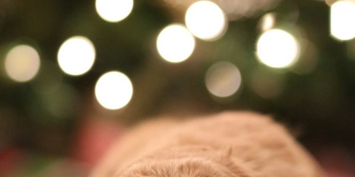 1000x1393 Dog Christmas Pictures | Download Free