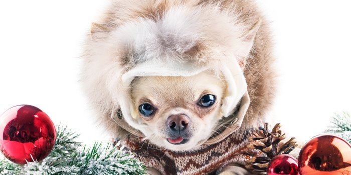 3840x2400 Desktop Wallpapers Chihuahua dog