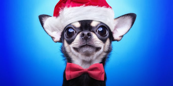 5181x3457 Wallpaper dog, New Year, Christmas