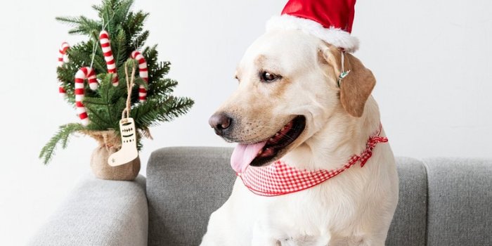 800x1114 Christmas Dog Images | Free Photos, PNG