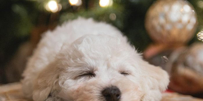 1000x1500 50,000+ Christmas Dog Pictures