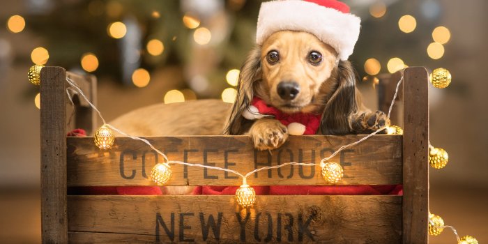 2000x1333 Cute Dachshund in a wooden Box with a