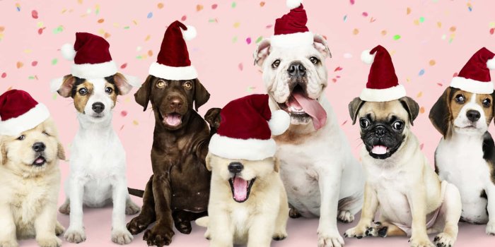 1332x850 Christmas Dogs With Hats Wallpaper