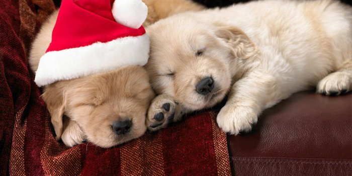 1584x990 Free Cute Little Christmas Puppies