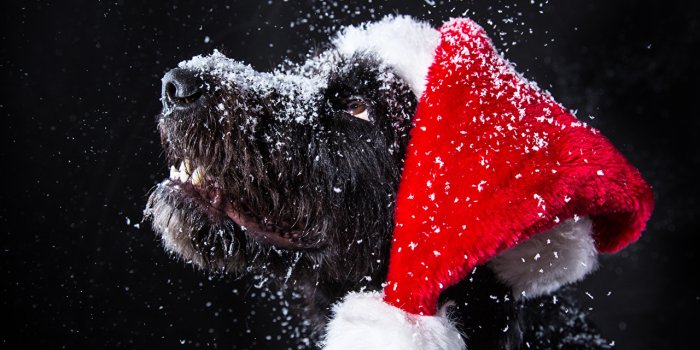 1280x943 Pictures Dogs Christmas Winter hat Snow