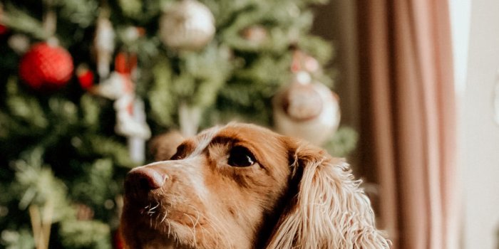 1183x2560 Christmas Dog Wallpaper for iPhone 11