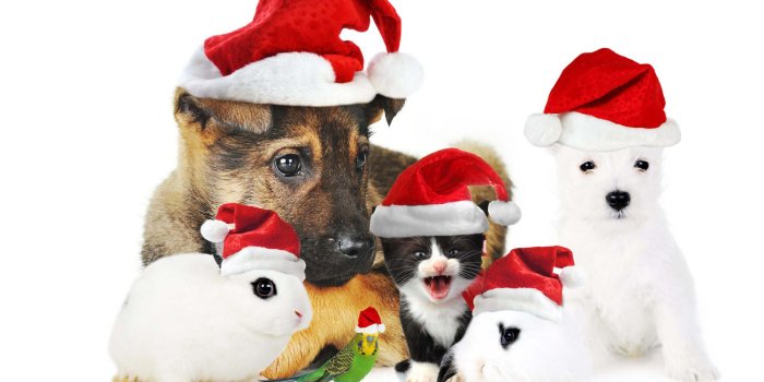 2000x1331 cute-christmas-dog-wallpapers-and