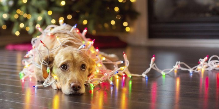 2000x1000 Dog Christmas Wallpapers