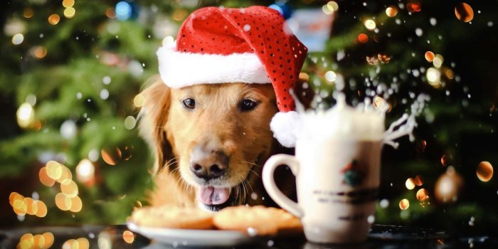1920x1080 Download Dog Christmas Pictures