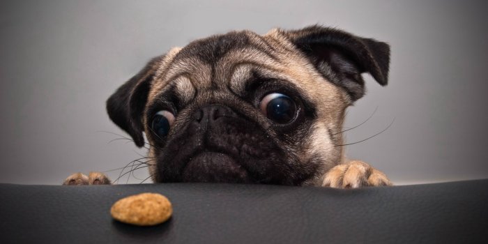 1920x1080 Cute animals #Animals, #Wallpapers, #5k