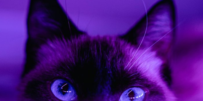 1000x1250 Purple Wallpapers: Free HD Download