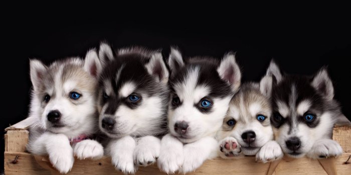 1920x1200 100+] Husky Wallpapers | Wallpapers.com
