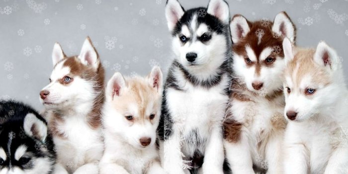 1280x1024 Baby Husky Wallpapers - Top Free Baby