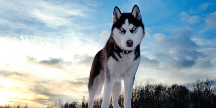 1920x1200 100+] Husky Wallpapers | Wallpapers.com
