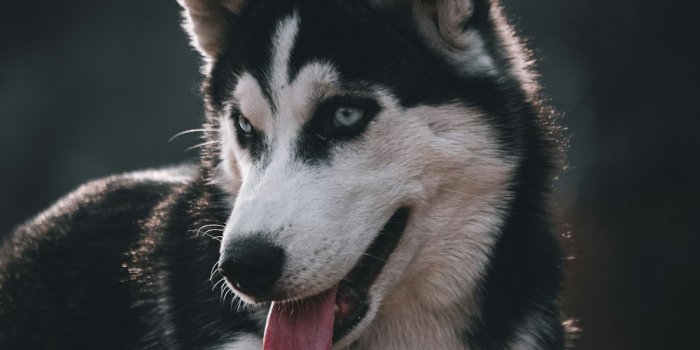 1000x1500 500+ Siberian Husky Wallpapers [HD