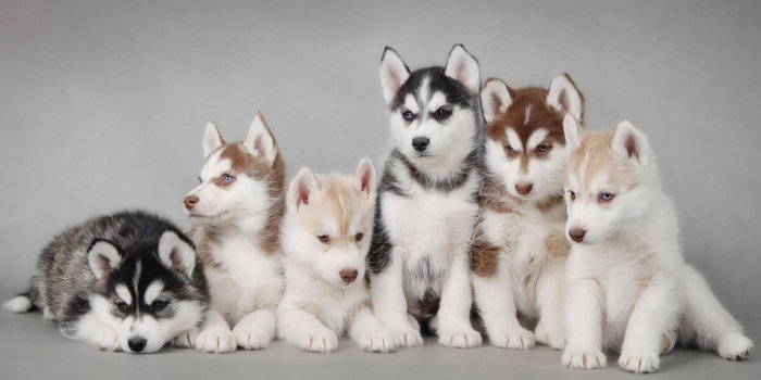 1920x1080 100+] Husky Puppy Wallpapers