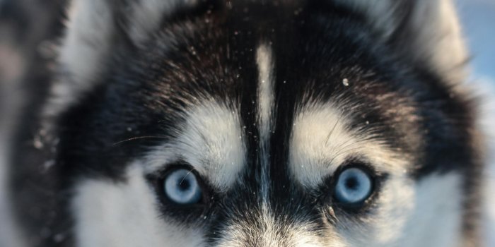 3456x5184 Siberian Husky Photos, Download The