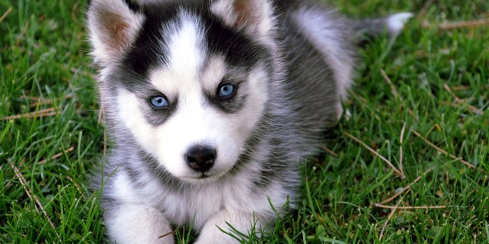 2000x1333 Cute Husky Puppy Ultra HD Desktop