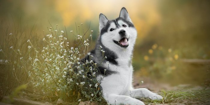1920x1200 Husky Dog Wallpapers 21 Top Free Husky