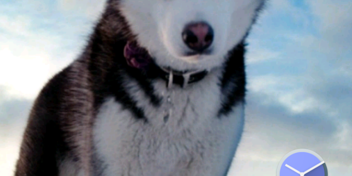 1080x1920 Siberian Husky Wallpaper HD Free:Amazon