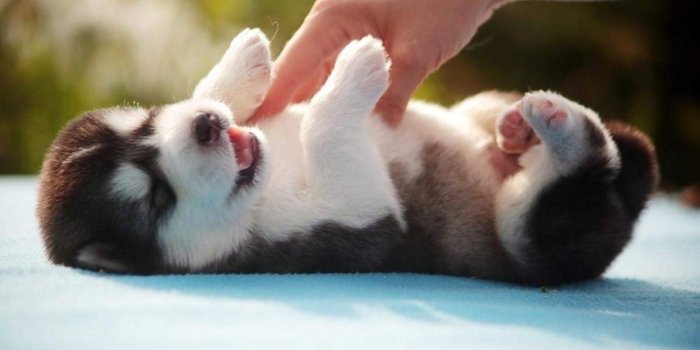 1195x697 HEE WAG Cute Baby Siberian Husky