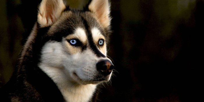 1920x1200 Download free Siberian Husky Dog Blue