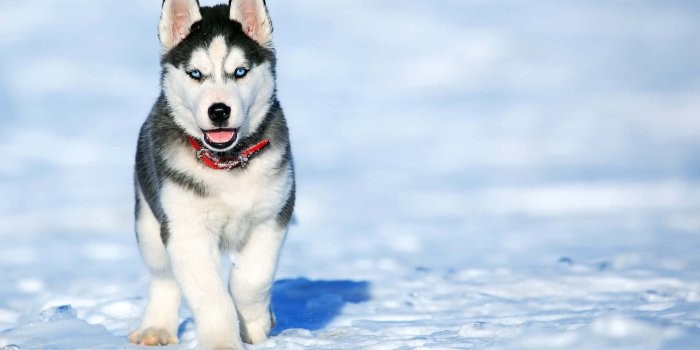 1920x1436 100+] Husky Pictures | Wallpapers.com