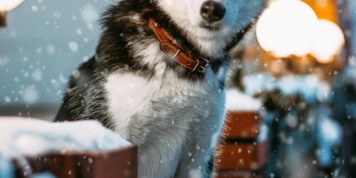 3456x5184 Husky Photos, Download The BEST Free