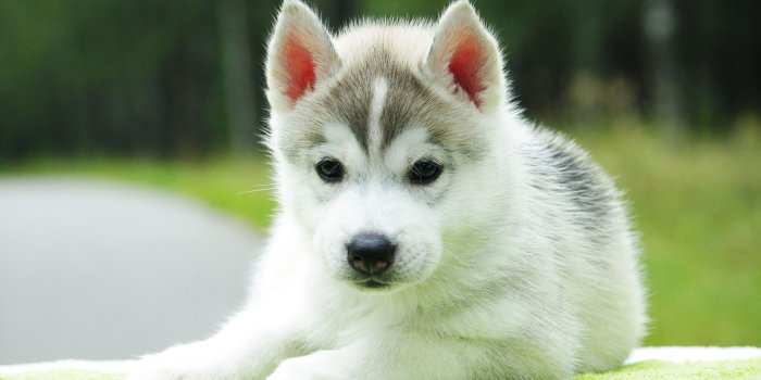 1920x1200 Husky wallpapers | Cute husky puppies