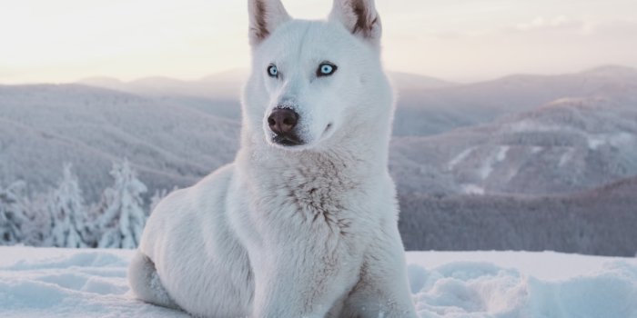 1000x1500 Winter Huskies Wallpapers