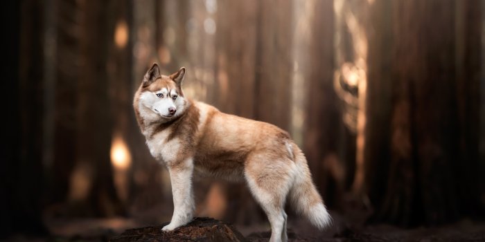 4000x2667 Animal Husky 4k Ultra HD Wallpaper