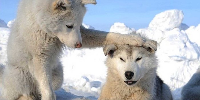 1600x900 cute-siberian-husky-wallpapers | Happy