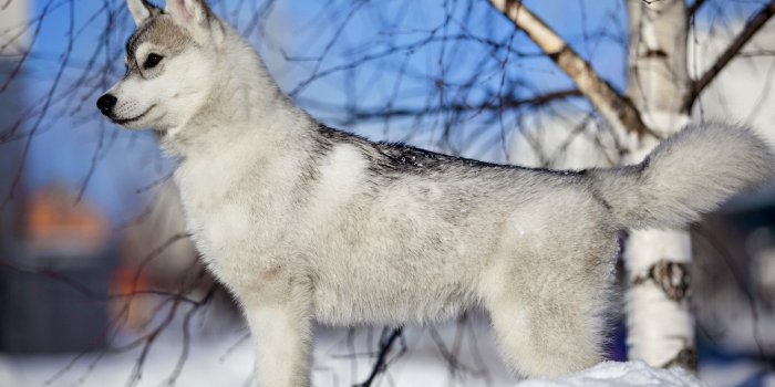 1920x1200 Siberian Husky puppy wallpaper - Animal
