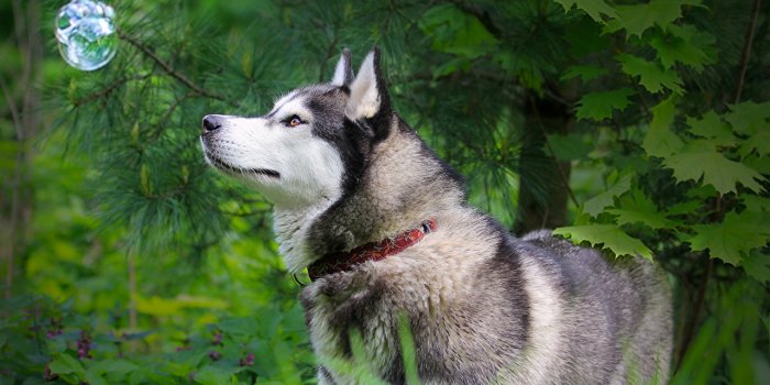 1280x800 Desktop Wallpapers Husky dog animal